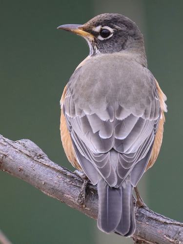 American Robin photographed in Maryland
