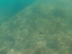 Thalassoma lucasanum
