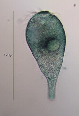 Stentor multiformis