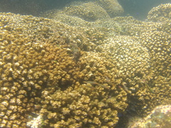 Halichoeres dispilus