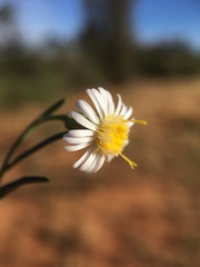 Minuria cunninghamii