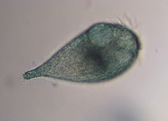 Stentor multiformis