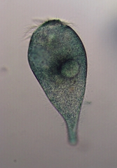 Stentor multiformis