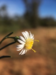 Minuria cunninghamii