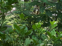 Papilio demoleus malayanus