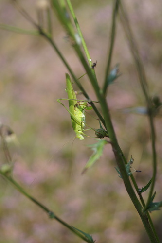 Sickle-bearing Bush-cricket, Leenderheide, Nederland, photo 9 of 10