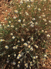Minuria cunninghamii