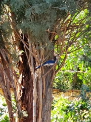 Aphelocoma californica