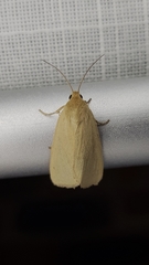 Heliocheilus moribunda