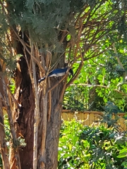 Aphelocoma californica