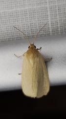 Heliocheilus moribunda