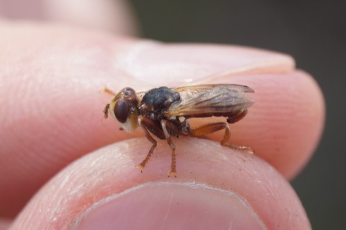 Myopa fasciata