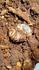 Dynastes tityus