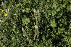 Reseda alba