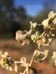 Atriplex stipitata