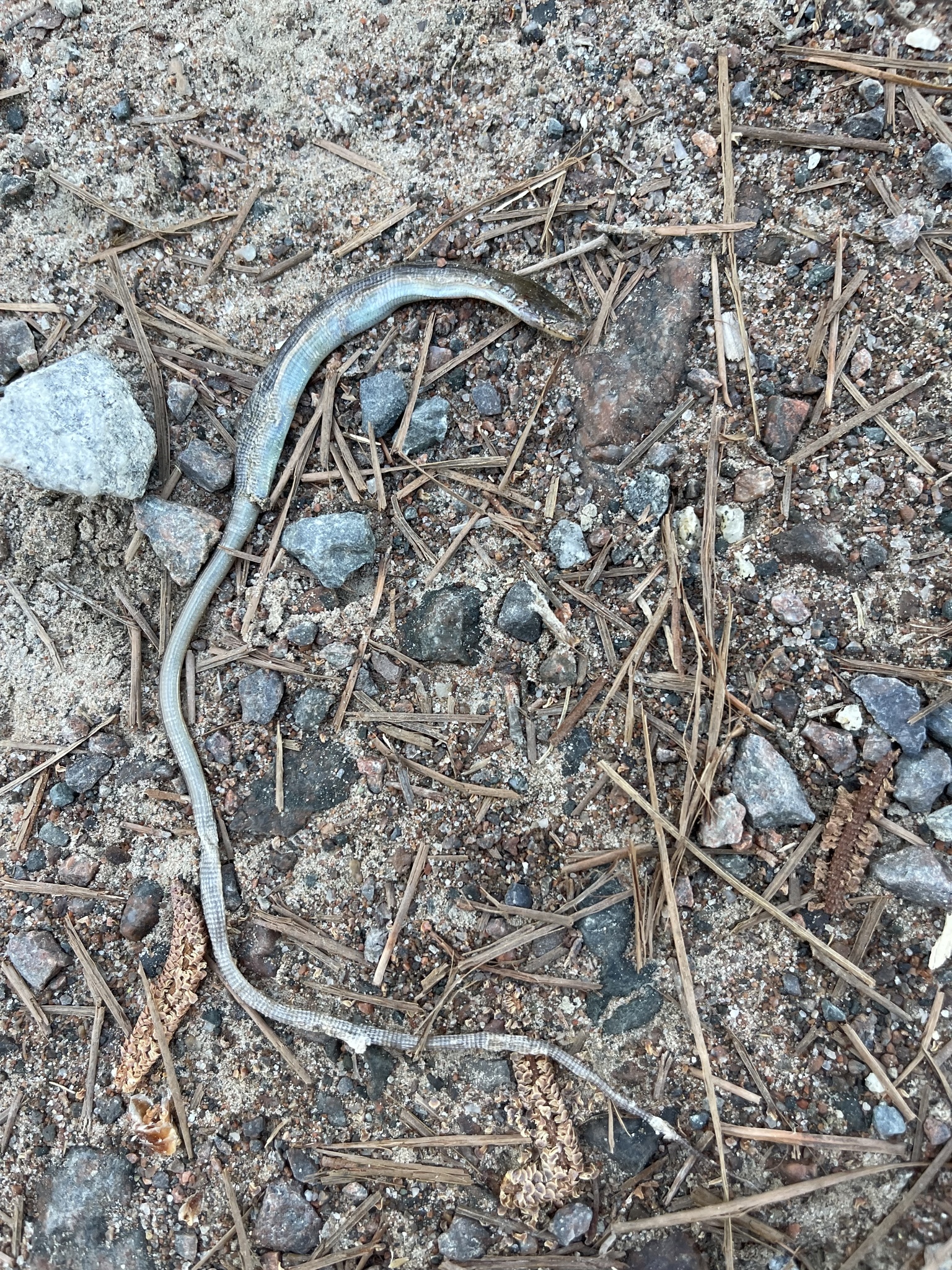 eastern glass lizard