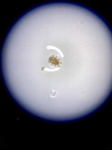 (Thinoseius brevisternalis)