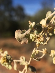 Atriplex stipitata