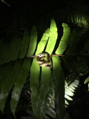 Philothamnus macrops