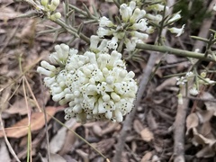 Colletia spinosissima