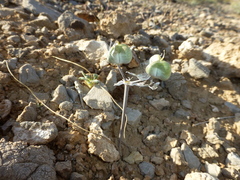 Muilla coronata