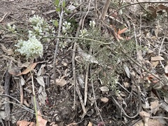 Colletia spinosissima