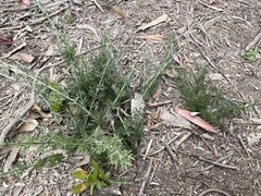 Colletia spinosissima