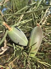 Leichhardtia australis