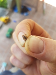 Hippoboscoidea