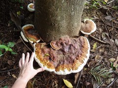 Ganoderma steyaertianum