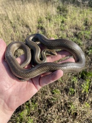 Coluber constrictor oaxaca