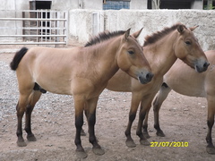 Equus ferus