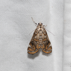 Parapoynx polydectalis