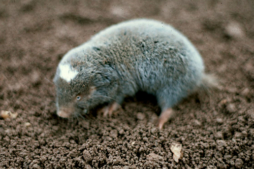 Mashona Molerat (Fukomys darlingi) — Least Concern Mammalia