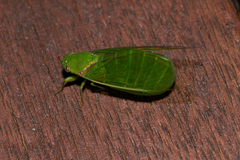 Glaucopsaltria viridis