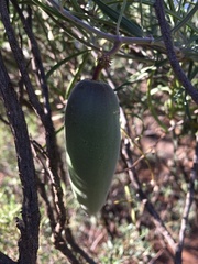 Leichhardtia australis