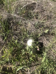Calystegia macrostegia