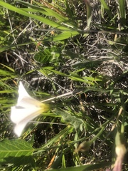 Calystegia macrostegia
