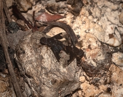 Anthrax dolabratus