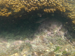 Neoniphon suborbitalis