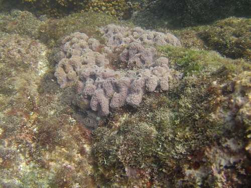 Haliclona caerulea