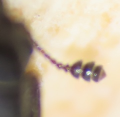 Glischrochilus confluentus