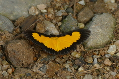 Xanthyris flaveolata