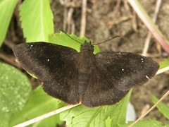 Bolla clytius
