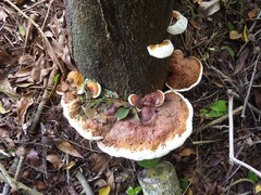 Ganoderma steyaertianum