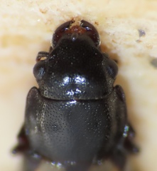 Glischrochilus confluentus