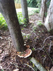 Ganoderma steyaertianum