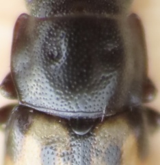 Glischrochilus confluentus