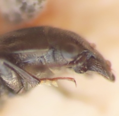 Glischrochilus confluentus