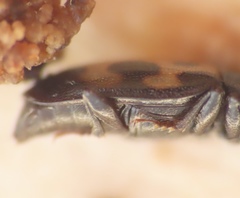 Glischrochilus confluentus